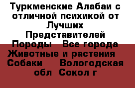 Туркменские Алабаи с отличной психикой от Лучших Представителей Породы - Все города Животные и растения » Собаки   . Вологодская обл.,Сокол г.